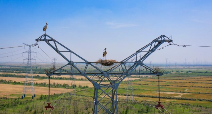 守護輸電鐵塔上“跳動的音符”——黃河口譜寫“線鳥共生”和諧樂章